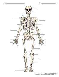 Printable Human Skeleton Diagram Labeled Unlabeled And Blank Human Skeleton Anatomy Human Skeletal System Skeleton Anatomy