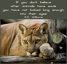 Pin On Animal Rights
