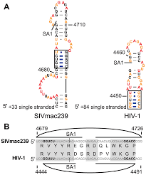 Connect with quality singles looking for love, marriage, romance, and friendship. Plos Pathogens Comparison Of Siv And Hiv 1 Genomic Rna Structures Reveals Impact Of Sequence Evolution On Conserved And Non Conserved Structural Motifs