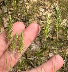 Image result for Anthoxanthum