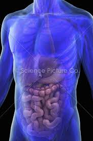 As mentioned earlier there are many organs situated in the abdomen. Abdominal Anatomy Spc Id 2754 Science 3d Illustration