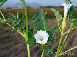 Image result for Datura ferox