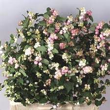 Monrovia's charming fantasy™ snowberry details and information. Symphoricarpos Charming Fantasy 70cm Wholesale Dutch Flowers Florist Supplies Uk