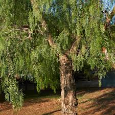 Image result for Schinus molle