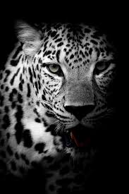 Amoled Animal Wallpaper Leopard Wallpaper Wild Animal Wallpaper Snow Leopard Wallpaper