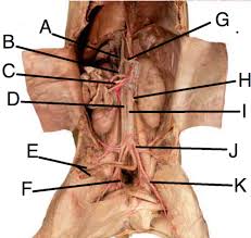 Fetal Pig Circulatory System Pictures Flashcards Quizlet