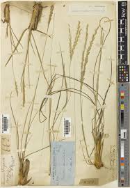 Image result for Alloteropsis