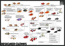 Designer Clownfish Infographic Saltwater Fish Tanks Reef