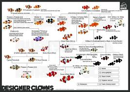 Designer Clownfish Infographic Saltwater Fish Tanks Reef