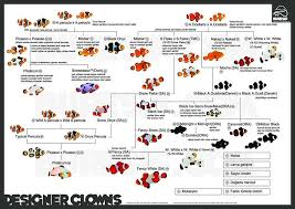 designer clownfish infographic saltwater fish tanks reef