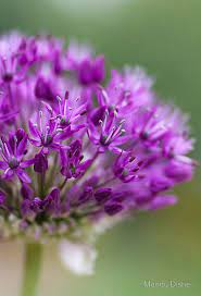 Allium By Mandy Disher Beautiful Flowers Love Flowers Pretty Flowers