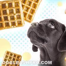 Can Dogs Eat Waffles Dog Leash Pro