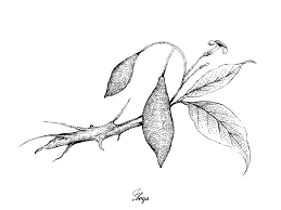 Image result for Tabernanthe