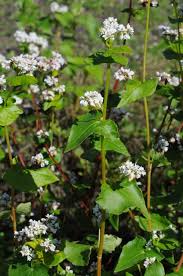 Image result for Fagopyrum esculentum