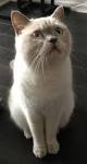 5 Things to Know About British Shorthairs - Petful
