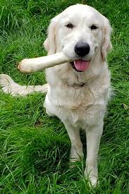 You'll need to ask any rescue centre about the dog's history to make if you buy a golden retriever puppy from a breeder, make sure your puppy will be well socialised and have all necessary health checks and vaccinations. 7 Lovable Pups To Adopt Now In Austin