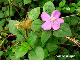 Image result for Heterotis rotundifolia
