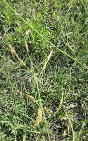 Image result for Eragrostis habrantha