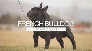 Dog is a creature of habit and teaching him to eat at a certain time of the day is important for more than one reason. French Bulldog Five Things You Should Know Youtube