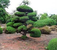 We did not find results for: Cloud Tree Supplier Ilex Holly Beech Pine Yew Topiary At Hedgeworx