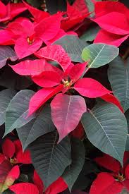 Image result for Begonia pulcherrima