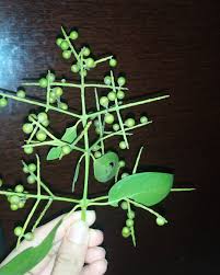 Image result for Salvadora australis