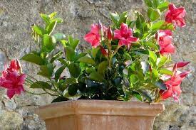 How To Grow Mandevilla Hanging Plants Hanging Plants Diy Container Plants