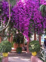 Marrakech Morocco Jardins Majorelle Jardin Majorelle Jardins Beaux Jardins