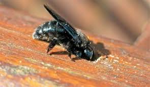 800 x 520 jpeg 94 кб. Things To Know About Carpenter Bees