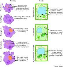 Both have cell membrane, cytoplasm, nucleus, ribosomes mitochondria, vacuoles, endoplasmic reticulum, and golgi bodies. Comparison Of Cell Death Morphologies In Animal And Plant Cells Download Scientific Diagram
