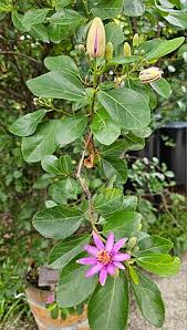 Image result for Grewia microthyrsa