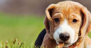 There are many reasons why your dog may be breathing rapidly. Puppy Breath Why You Love It And How To Prolong The Sweetness Care Com