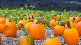 JoCo Community Market and Pumpkin Fest
