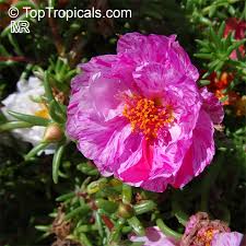 La parola portulaca deriva dal latino portula, che significa piccola porta, in riferimento ai frutti di questa pianta che sono capsule che. Portulaca Grandiflora Moss Rose Perslane Purslane Toptropicals Com