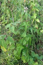 Image result for Sparrmannia ricinocarpa