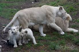 U červených domků 3529, 695 01 hodonín, česká republika. Bila Lvicata V Zoo Hodonin Posilaji Pozdravy U Kocoura Doma