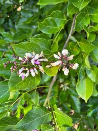 Image result for Millettia pinnata
