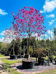 Not all trees flower, but there are some fantastic options that can grow in florida that require very little this is a plant that has bright and stunning pink or red flower puffs that will attract hummingbirds to your garden. Tabebuia Impetiginosa Pink Ipe Treeworld Wholesale