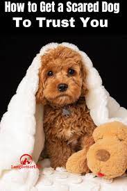 how to get a scared dog to trust you dogs trust dogs your pet