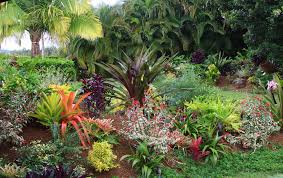 Christmas palm tree (aka manila palm) makes a spectacular house plant. Tropical Flower Garden Design Ideas