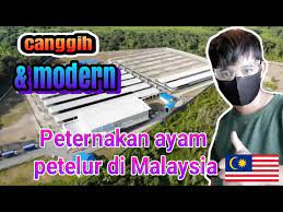 Pada 2018, terdapat 6 buah azzainmart di sekitar shah alam, subang jaya, dan klang. Tempat Kerja Canggih Dan Modern Peternakan Ayam Petelur Di Malaysia Youtube