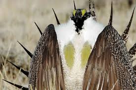 Conservation Groups Sue Bureau of Land Management to Stop Destruction of Critical Sage Grouse Habitat – The Wildlife News