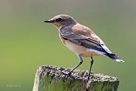 Check spelling or type a new query. Zomergasten En Bmp Ers Vogelwacht Uffelte