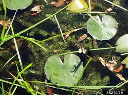 Image result for Aldrovanda vesiculosa