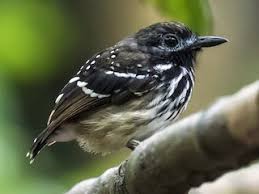 Image result for Adenodolichos punctatus