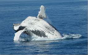 Hervey bay eco marine tours is open 7 days a week from 7 am to 7 pm. 11 Top Things To Do In Hervey Bay Qld Australia