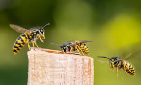 Pest Advice For Controlling Wasps