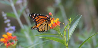 Check spelling or type a new query. How To Raise Monarch Butterflies At Home The Tree Kisser