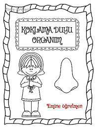 Emine Ogretmen Duyu Organi Kitapcigim 5 Duyu Okuloncesi Vucut Kesimleri Faaliyetler
