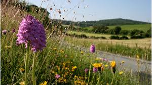 A man without ethics is a wild beast loosed upon this world. Coronavirus Roadside Wildflowers Bloom Under Lockdown Bbc News